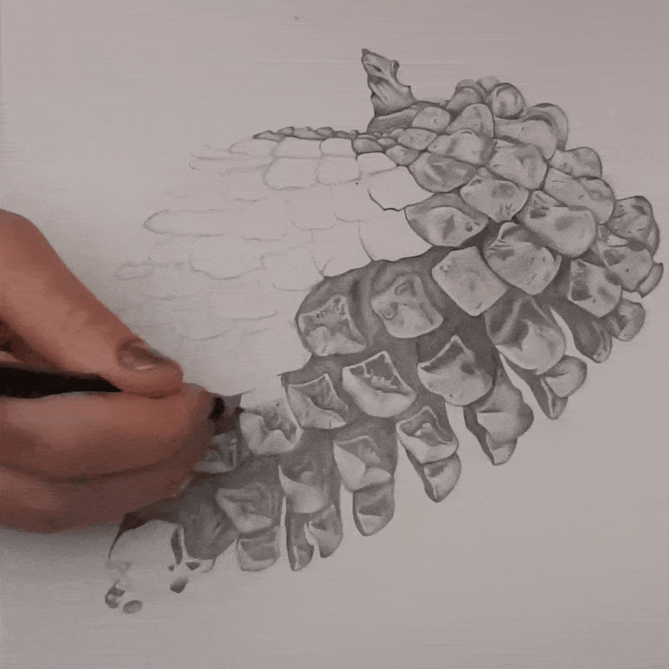 Acorn drawing 1 hour in 4 seconds